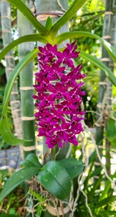 艳丽紫花兰