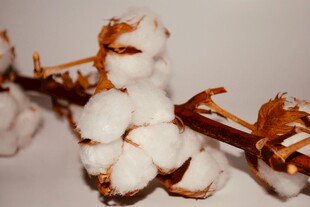 白色背景下的棉花枝