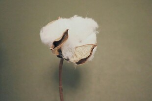 一朵洁白的棉花特写