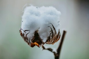 棉花特写