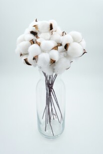 玻璃花瓶中的白色棉花束