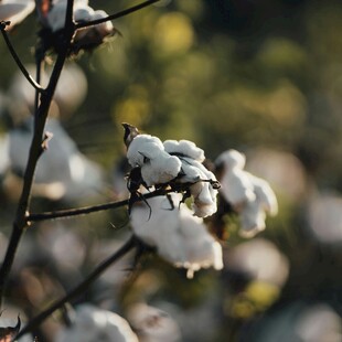 枝头绽放的洁白棉花
