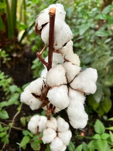 枝头洁白棉花绽放