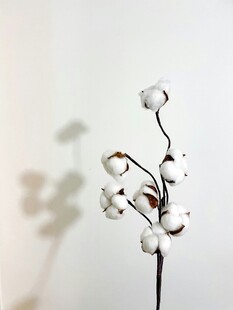 棉花