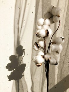白色棉花特写与叶片影子