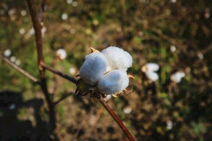 枝头绽放的洁白棉花