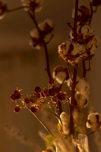 棉花
