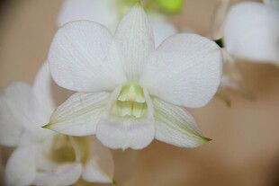 素雅白兰花绽放