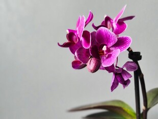 紫色兰花特写