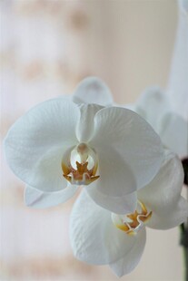 优雅白兰花特写