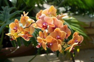 橙色兰花绽放