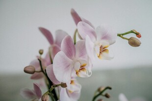 粉色优雅兰花绽放