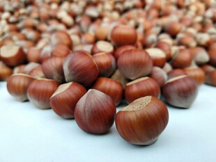 榛子特写