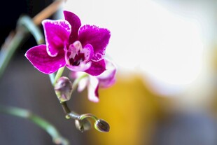 娇艳紫花特写