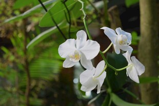 白色兰花绽放于绿植间