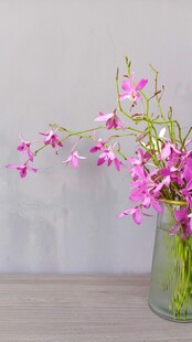 花瓶中的粉色烂漫兰花