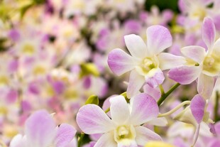 美丽粉白兰花绽放