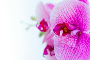 娇艳粉色兰花特写
