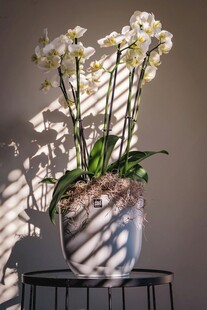 优雅盆栽兰花