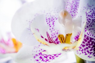 优雅紫白兰花特写