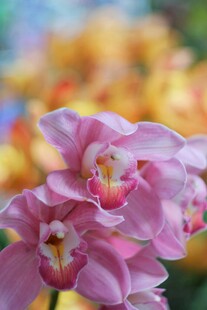 娇艳粉色兰花特写