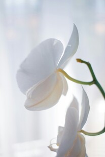 优雅白兰花特写