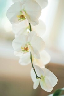 优雅白色兰花特写