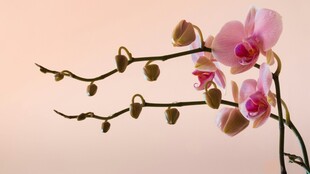 优雅粉色兰花枝