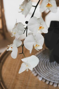 优雅白兰花枝静物特写