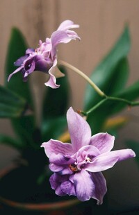 优雅紫色兰花绽放