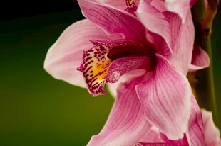 娇艳粉色兰花特写