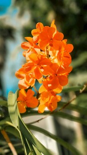 鲜艳橙色花朵绽放