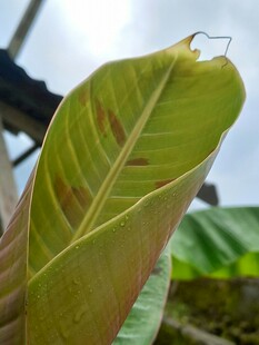 翠绿植物叶片纹理