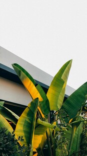 绿叶环绕的现代建筑一角