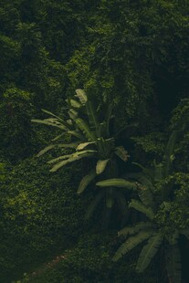 茂密丛林中的翠绿植物