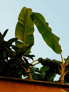 屋顶上的大片芭蕉叶