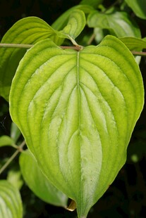 心形绿叶植物特写