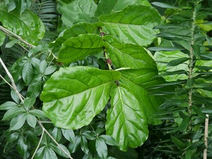 翠绿叶片的繁茂植物