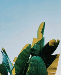 翠绿芭蕉叶