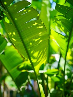 阳光下的翠绿芭蕉叶