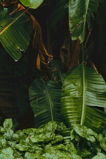 热带绿植景观