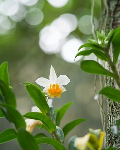 清新绽放的白色水仙花