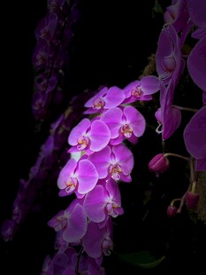 紫色兰花特写