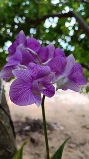 紫色兰花绽放