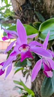 紫色兰花绽放于树干旁