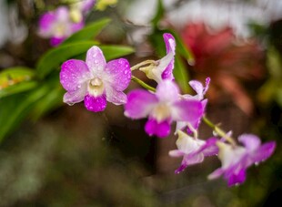 美丽紫兰花绽放