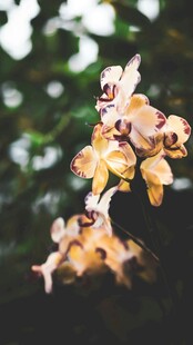 黄色兰花特写