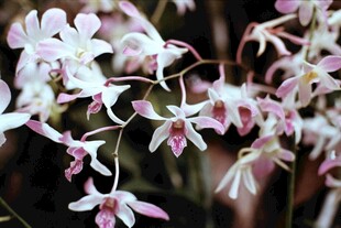 粉色雅致兰花绽放