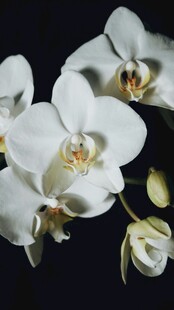 优雅白色兰花绽放