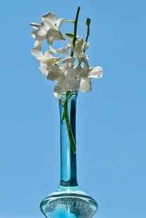 蓝瓶白兰花